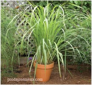 Limunska trava 30 sem (Cymbopogon citratus)