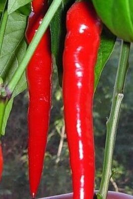Paprika blago ljuta u tipu sipke