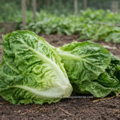 Rimska salata tamnozelena (Sucrine tip)