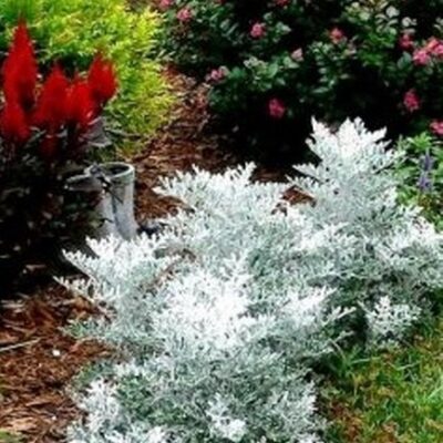 Srebrni Zbun (Senecio cineraria)