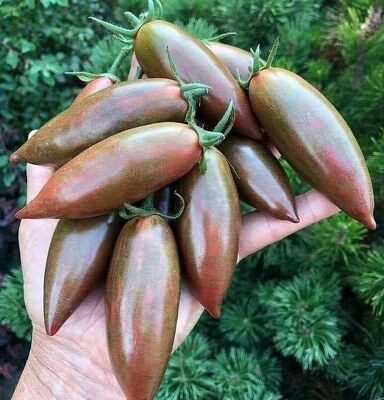 Hugo Paradajz Paprika Chocolate