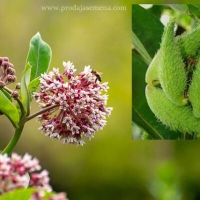Papagaj cvet ( koren-rizom, koji vec krenuo) Amaranthus caudatus