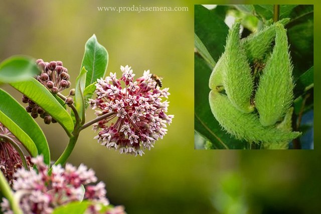 Papagaj cvet ( koren-rizom, koji vec krenuo) Amaranthus caudatus