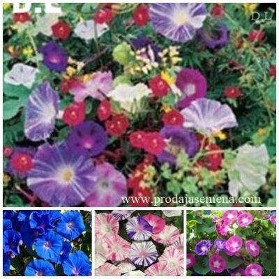 Ekskluzivani Ladolez Mixed Varieties