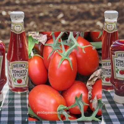 Paradajz Heinz