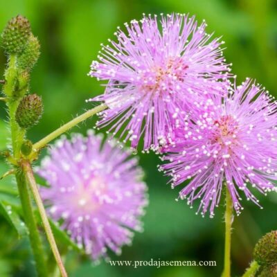 Mimosa Pudica@Stidljiva Mimoza