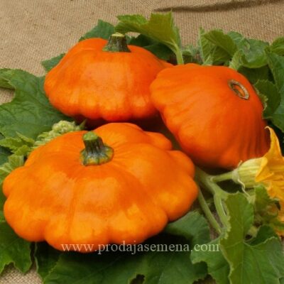 Patison Tikvica Orange