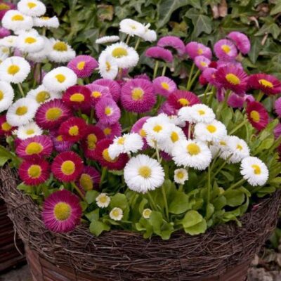 Margarita & Krajcerica (Bellis perennis)