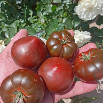 Chocolate Marmande paradajz