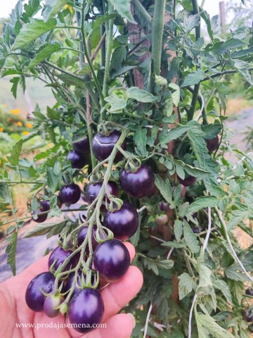 Čeri violet campari raste u cetkama ljubicastih kuglica