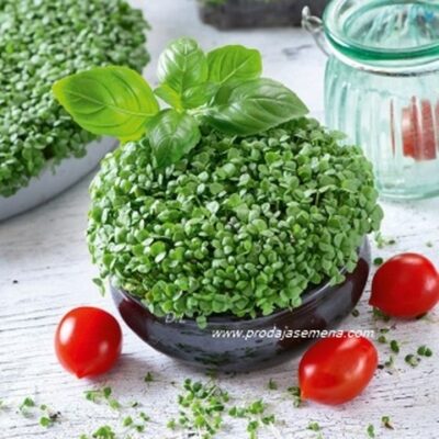 Seme Mikrobilja Bosiljak-Berba 12-16 dana
