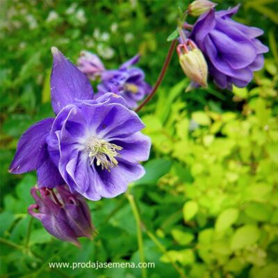 Kandilica (Aquilegia)