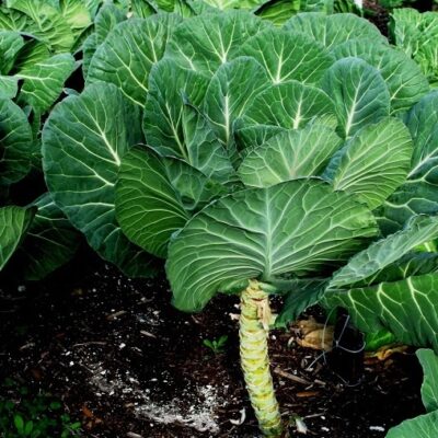 Raštan & Brassica oleracea