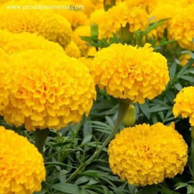 Visoka Žuta Kadifa (Tagetes erecta) 50+ sem