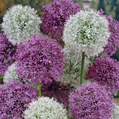 Ukrasni luk & Allium miks (1 veca lukovica, klijala)