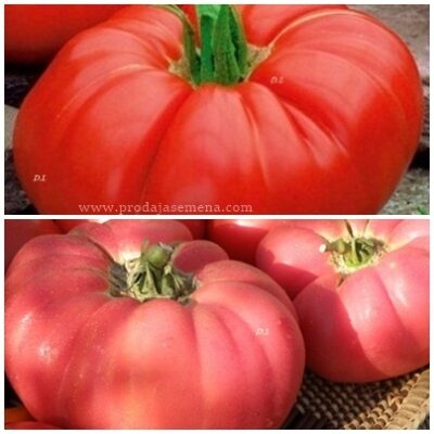 Miks Gigant Tomatele (crveni i roze ) lako i do 1 kg