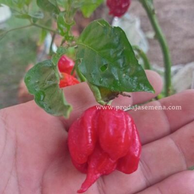 Carolina Reaper Red