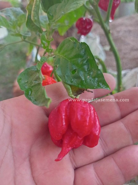 Carolina Reaper Red