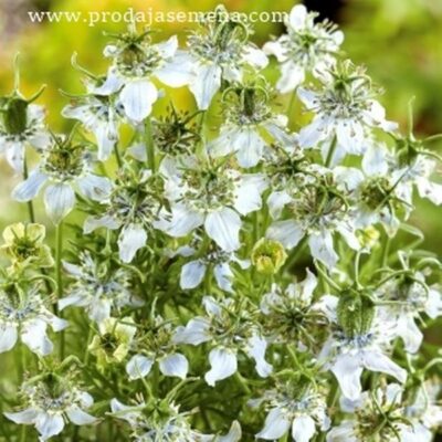 Crni kumin (Nigella sativa)