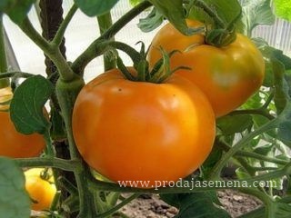 Orange Jabučar