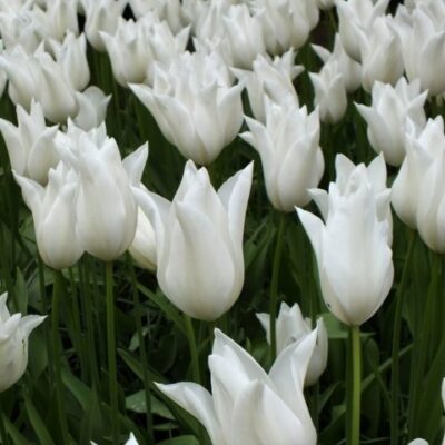 Tulipan Beli