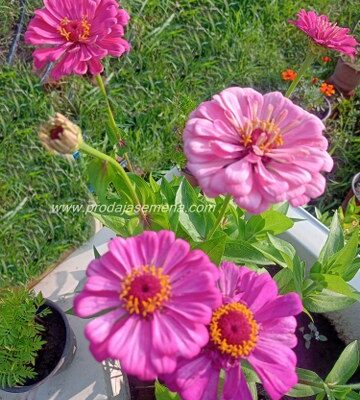 Cinija Roze@Pink