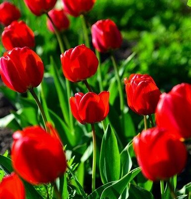 Tulipan (niska lala) Vatreno crveni