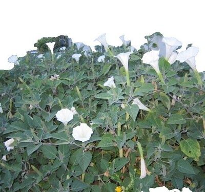 Bela Datula (Datura sp.)