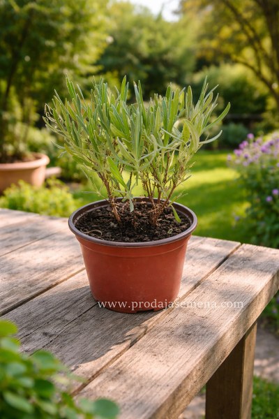 Lavanda (sadnica)