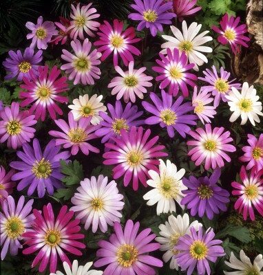 Anemone Mix