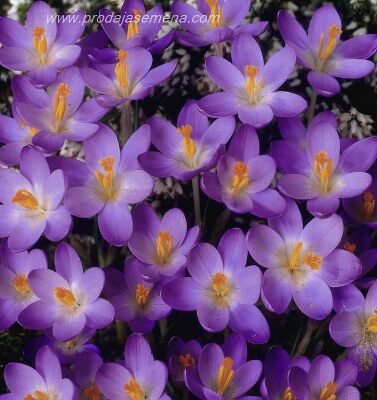 Crokus Purple ( 1 manja lukovica)