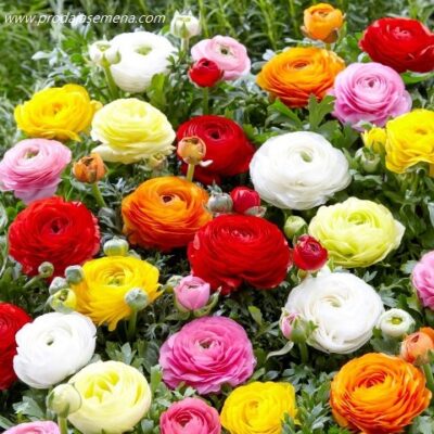 Ranunculus (ljutic) mix-3 lukovice