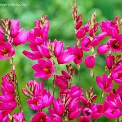 Ixia Red (3 manje lukovice)