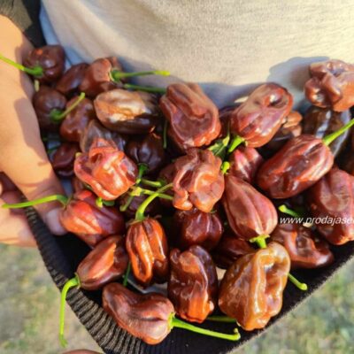 Habanero Chocolate Chili 10 sem