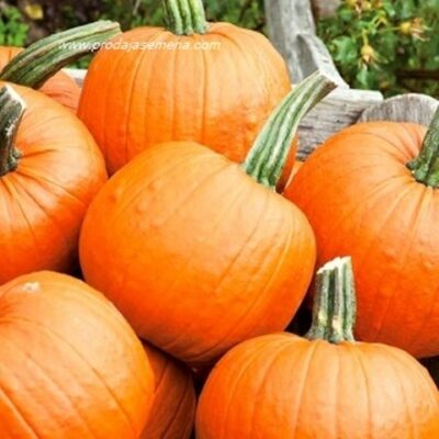 Halloween bundeva (jestiva varijanta)