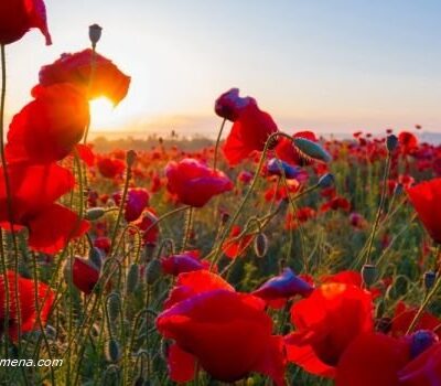 Bulka Crvena (Papaver somniferum)