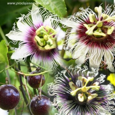 Marikuja (Passiflora edulis)