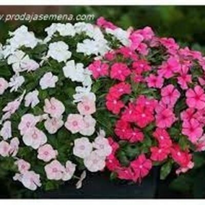 Nana Rosa Vinca Mix