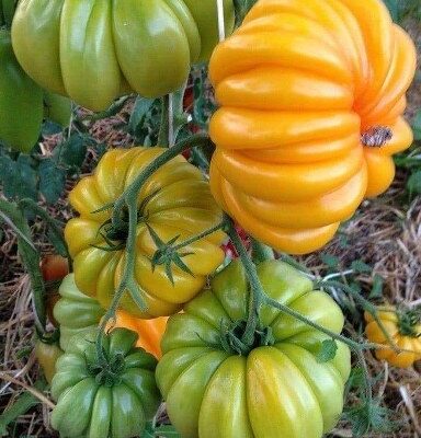 Tomatoes Yellowstone (zuti paradajz)