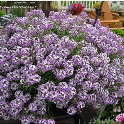 Grmolika Kamenjarka (Alyssum sp)