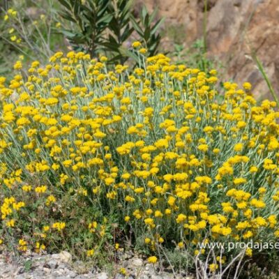 Smilje (sadnica) Helichrysum italicum