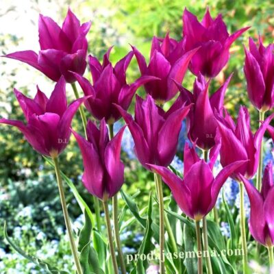 Tulipan, Lala Purple -Rana lala