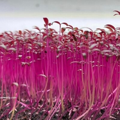 Seme mikrobilja Amarant (Amaranthus tricolour)-Berba 8-12 dana