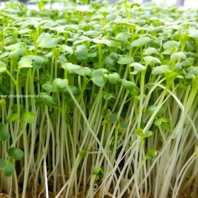 Seme mikrobilje Brokoli-Berba 8-12 dana