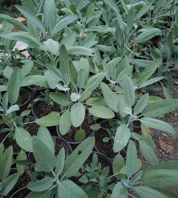 Žalfija Salvia officinalis ( sadnica sa slike )