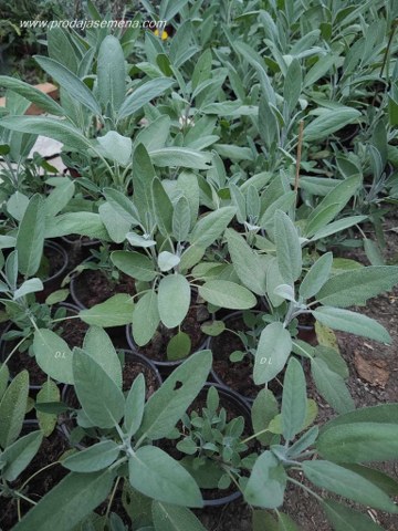 Žalfija Salvia officinalis ( sadnica sa slike )