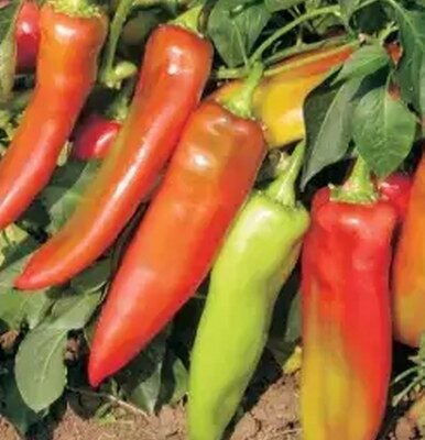 Paprika Palanacka kapija-Vrlo rana