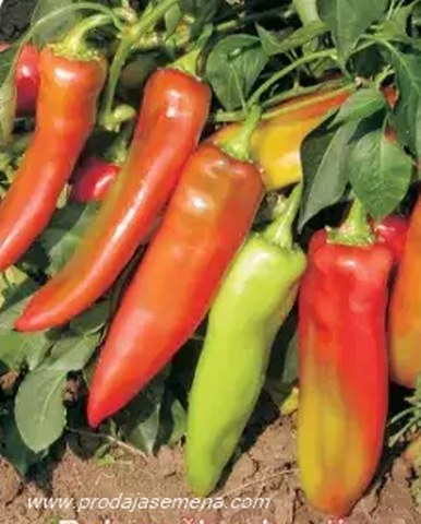 Paprika Palanacka kapija-Vrlo rana
