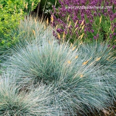 Blue Festuca(seme)