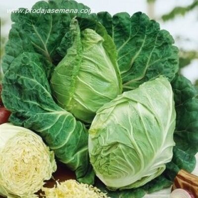 Špic Kupus zeleni (Conehead Cabbage)